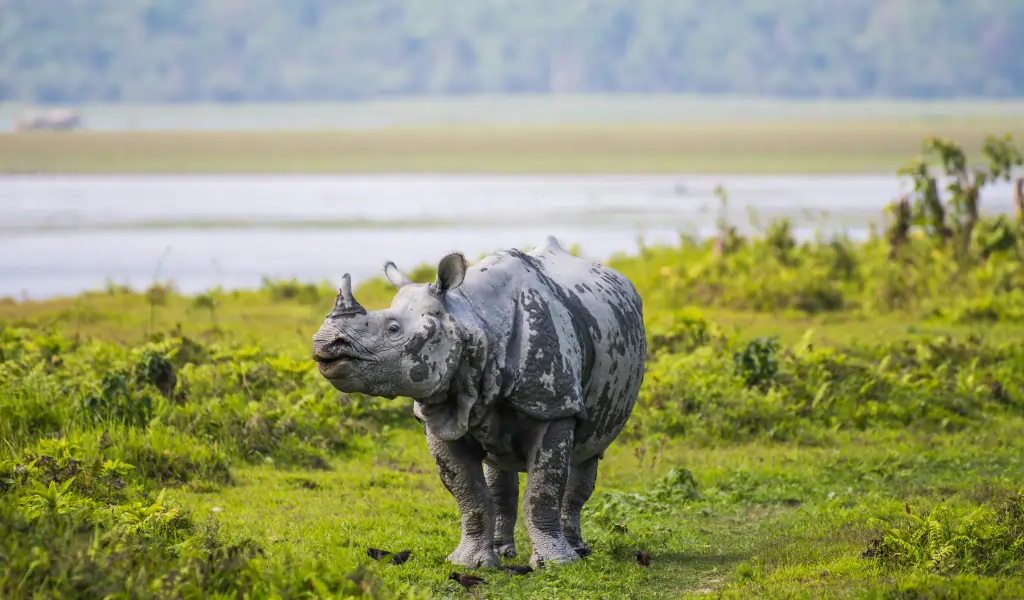 Great Indian Rhinoceros and its calf in Kaziranga National Park Great Indian Rhinoceros and its calf in Kaziranga National Park