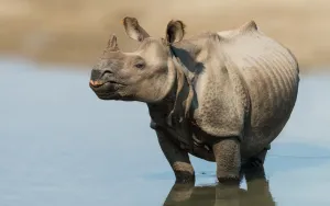 Indian one horned rhino in manas national park