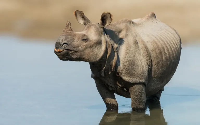 Indian one horned rhino in manas national park