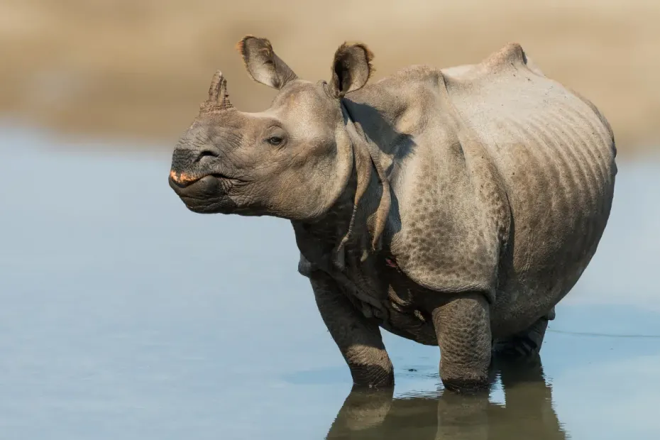 Indian one horned rhino in manas national park