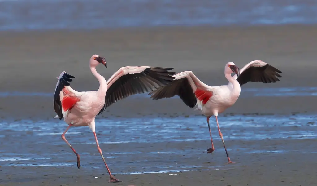 Lesser Flamingos landing in the mudflats Lesser Flamingos landing in the mudflats near grassland