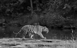Majestic Bengal Tiger Walking by Jungle Stream black and white tiger image