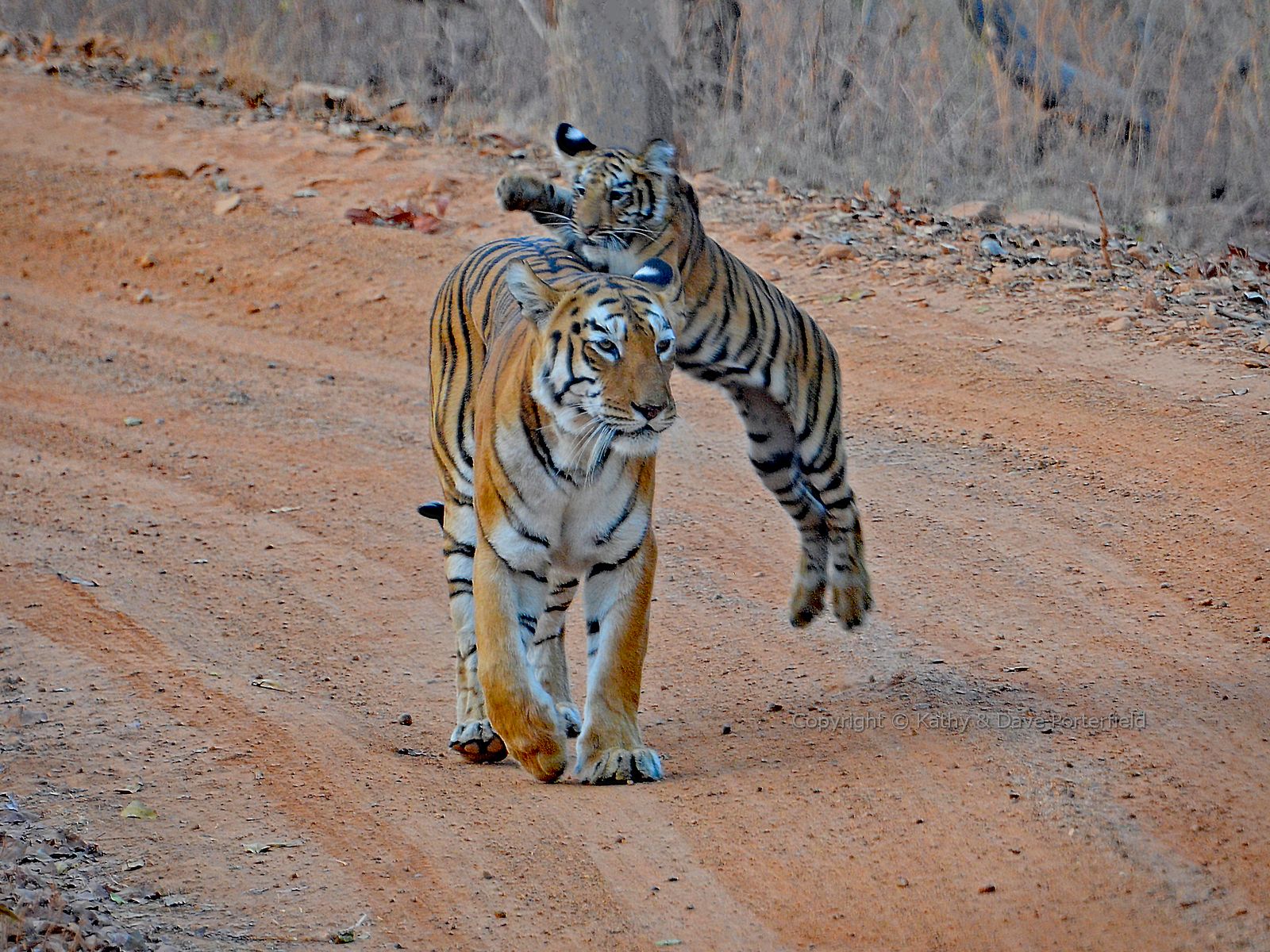 Photo by Kathy & Dave Porterfield