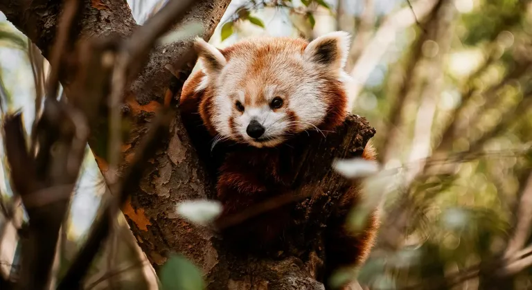 Red panda tracking in India