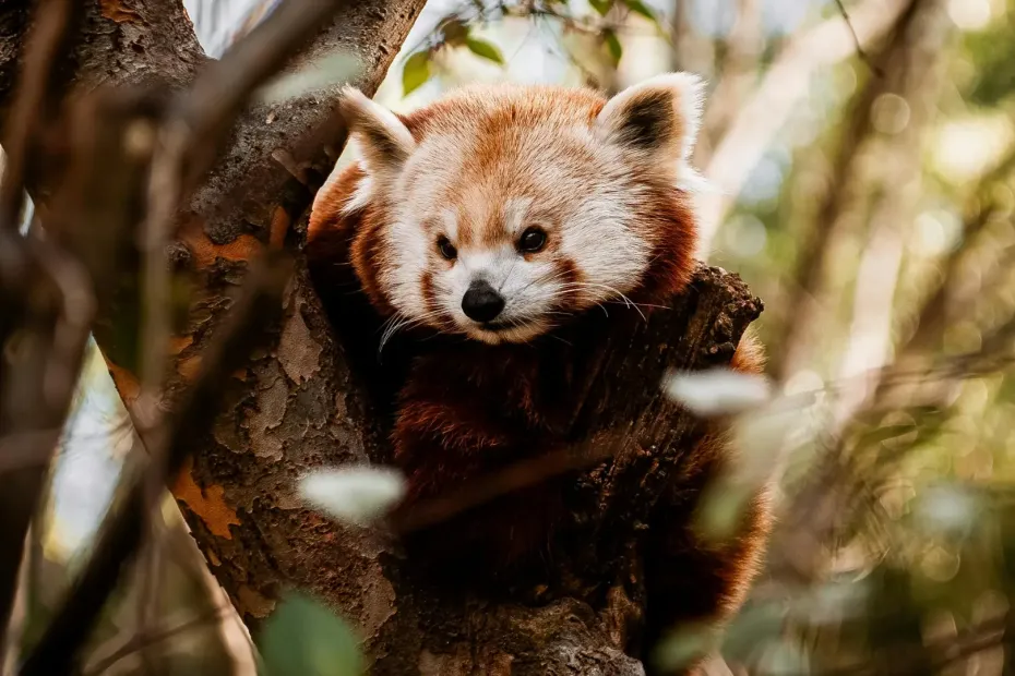 Red panda tracking in India