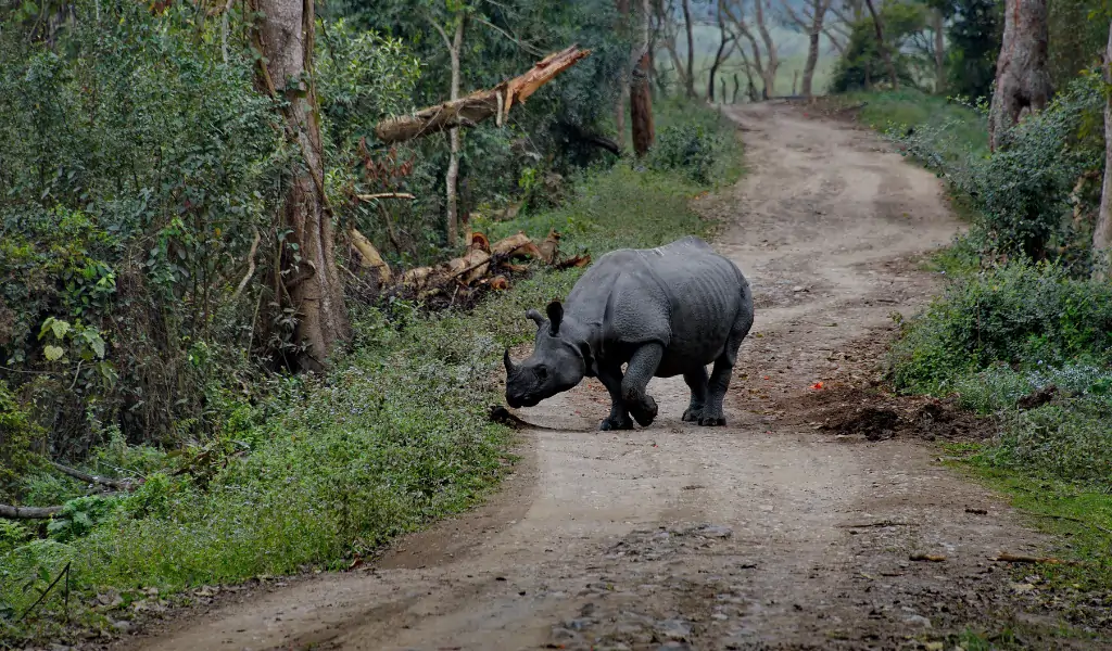 Rhino spotted in dudhwa national park Rhino spotted in dudhwa national park