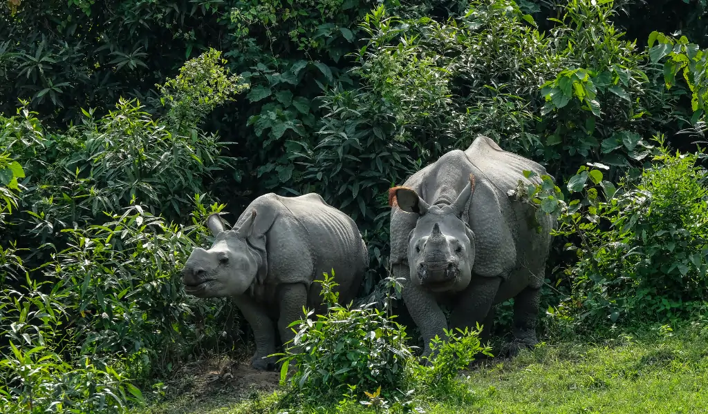 Rhinos in Kaziranga National Park in the state of Assam, India Rhinos in Kaziranga National Park in the state of Assam, India