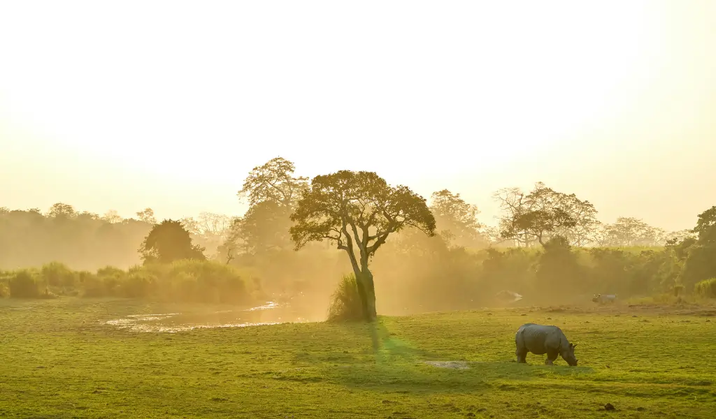 Serene Wildlife Scene at Kaziranga National Park Serene Wildlife Scene at Kaziranga National Park