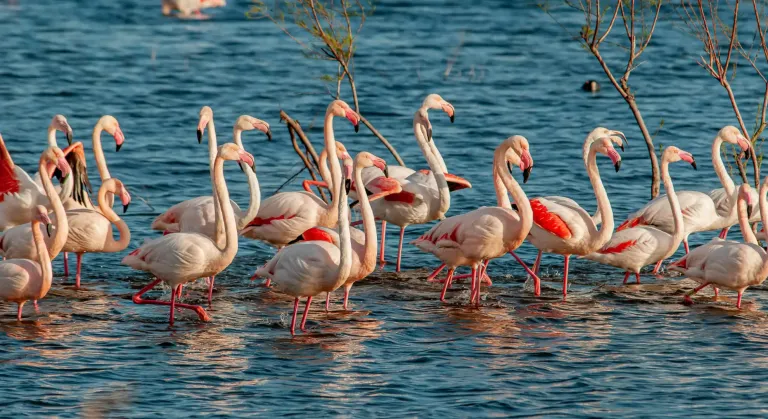 Vibrant Flock of Flamingos on desert birding tour