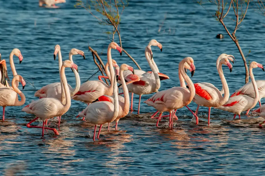 Vibrant Flock of Flamingos on desert birding tour
