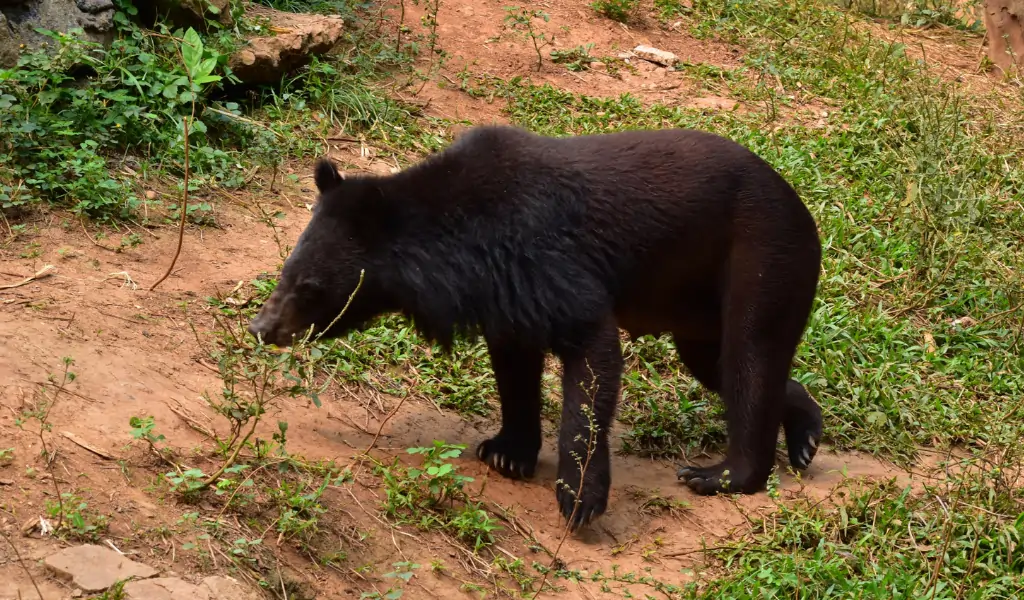 image of Himalayan black bear image of Himalayan black bear