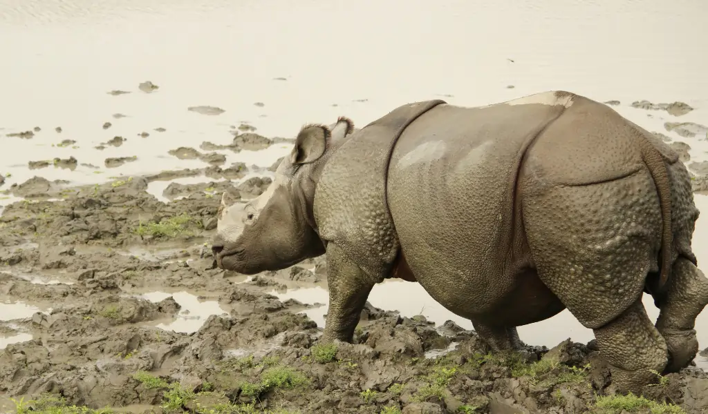 indian one horned rhino playing in muddy water indian one horned rhino playing in muddy water