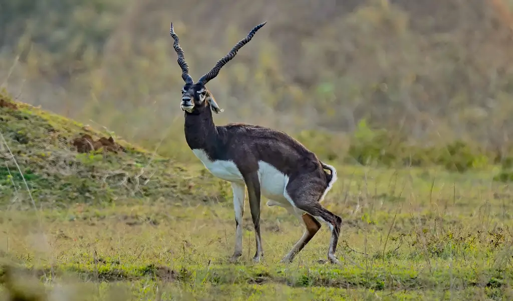 Close up of male Blackbuck at Wildlife Sanctuary, Rajasthan, India Close up of male Blackbuck at Wildlife Sanctuary, Rajasthan, India