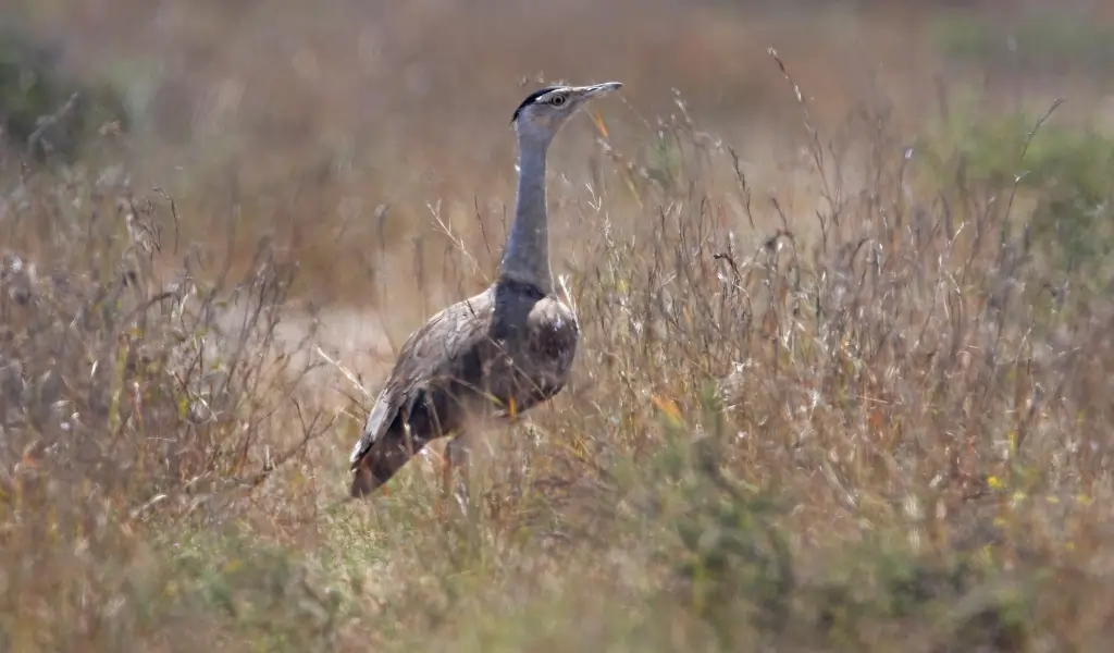 Great Indian Bustard female standing in dry scrub Great Indian Bustard female standing in dry scrub