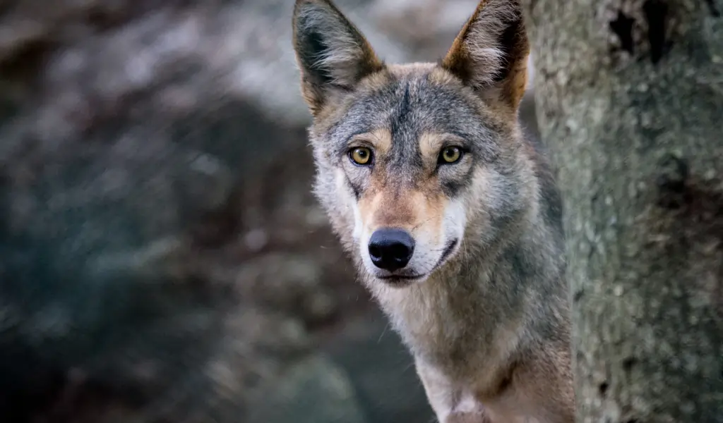 The Indian Wolf The Indian Wolf