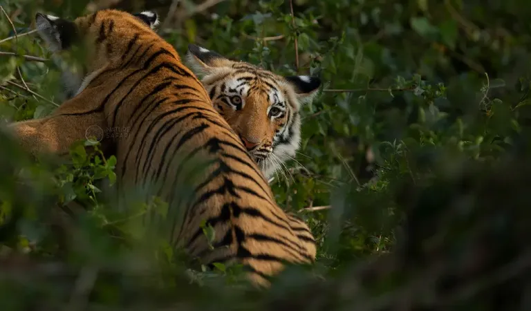 a male tiger and tigress in jungle