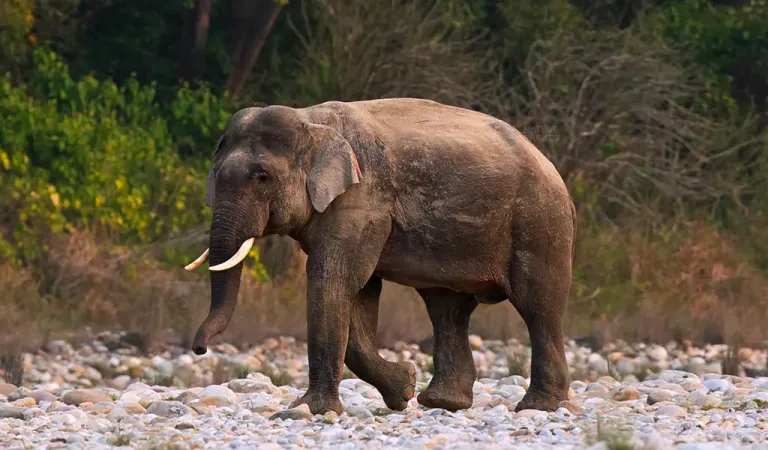 asiatic elephant