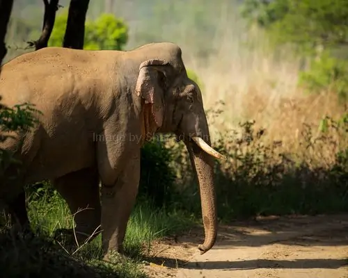 elephant crossing in front of jeep