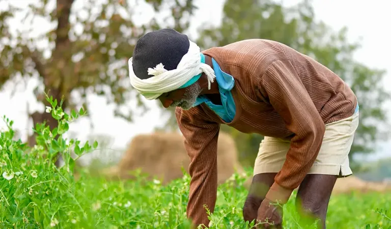farmer working on his field