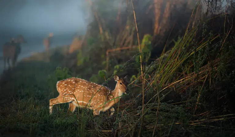 group of cheetal deer in corbett