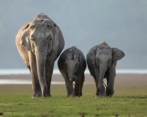 herd of elephants in corbett