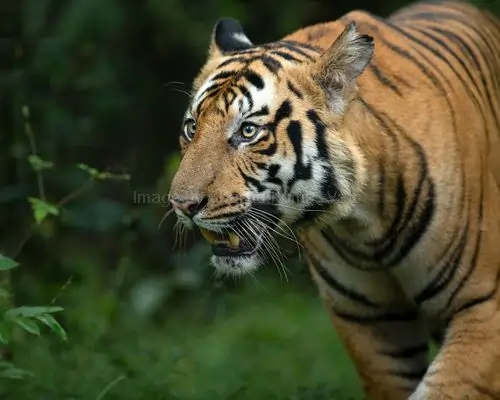 magnificent bengal tiger in bandhavgarh national park