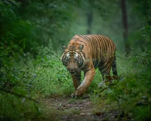 tiger roaming in jungles of bandhavgarh
