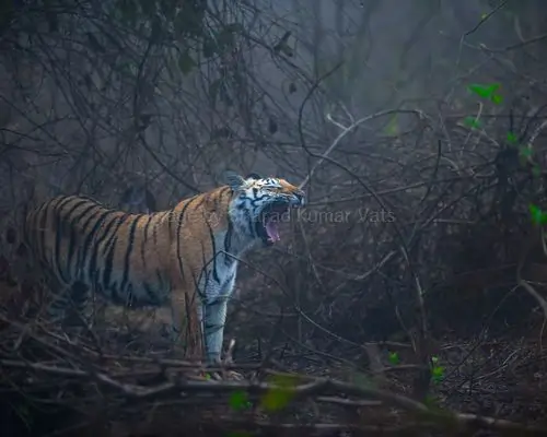 tiger roaring in dense grassland of corbett