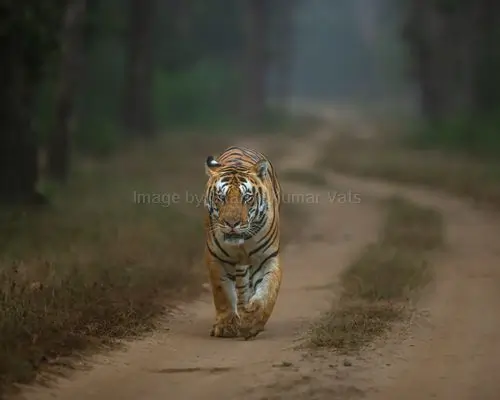 tiger spotted in morning safari in mukki zone of kanha