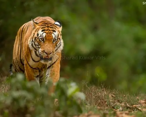 tiger walking in jungle of kanha national park