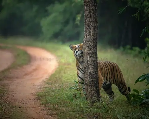 tigress marking tree in tala zone of bandhavgarh