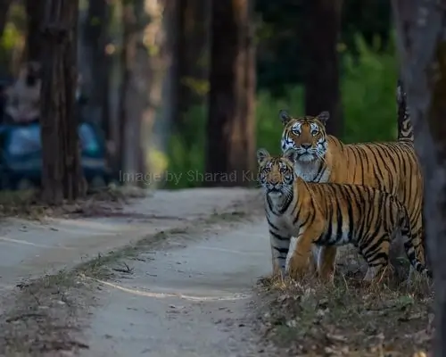 tigress with her cubs looking curiously towards camera