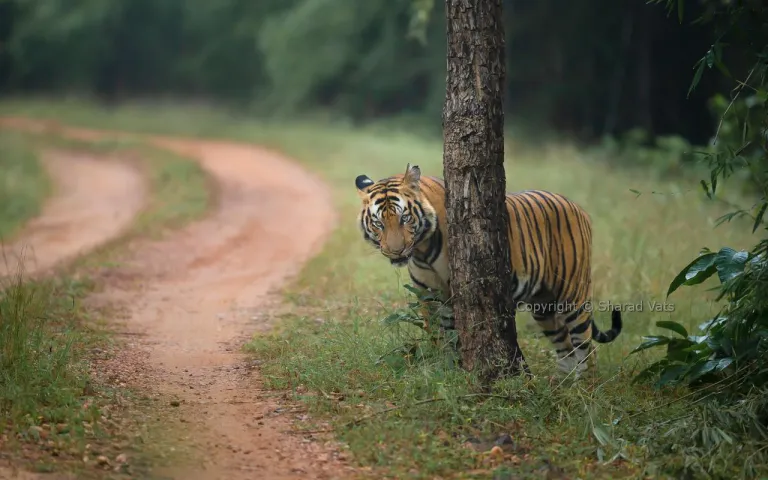 Tigress crossing the Chakradhara meadow in Tala zone, Bandhavgarh National Park