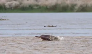 Gangetic river dolphin in Ganga river West Bengal