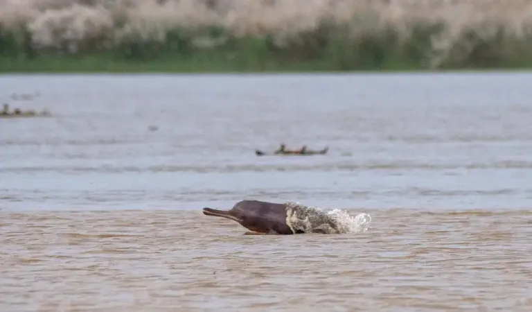 Gangetic river dolphin in Ganga river West Bengal