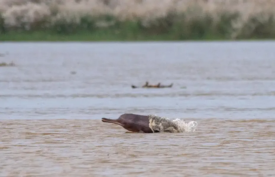 Gangetic river dolphin in Ganga river West Bengal