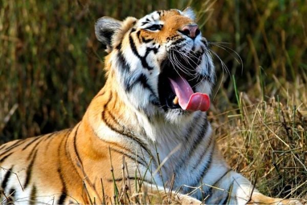 Bengal Tiger Safari in Kanha