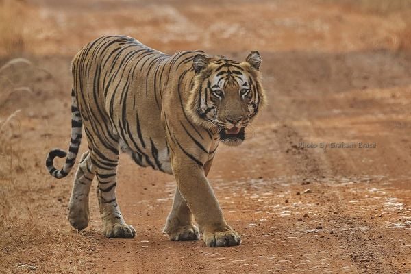 Bengal Tiger photo by Graham Brace
