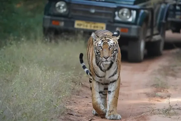 Bengal tiger clicked in Bandhavgarh by Guests