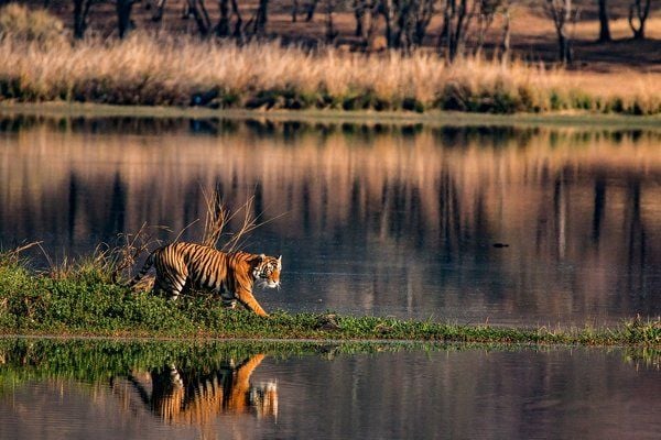Bengal tiger walking in ranthambore