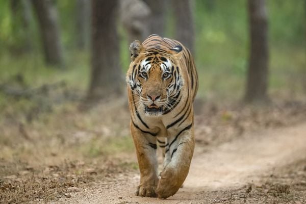 Big Cats of India Tour