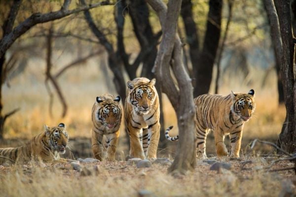 Big cats of india tiger safari tour