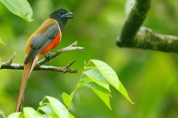 Birding and Primates in the Western Ghats Wildlife Tour in India