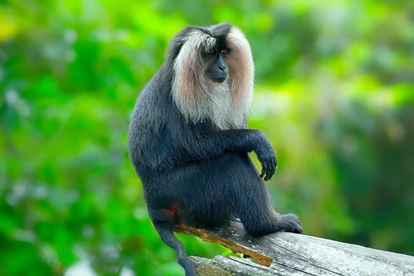 Birding and Primates Tour in the Western Ghats of India
