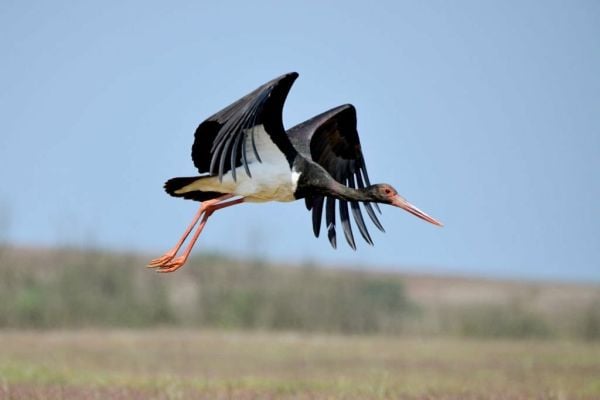 Black stork birding in Tadoba