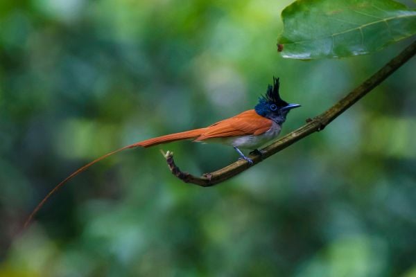 Book Birding and Primates in the Western Ghats Wildlife Tour in India