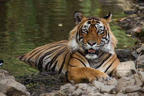 Book Tiger safari in Ranthambore