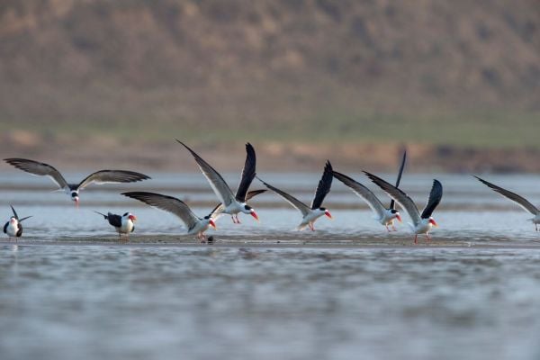 Skimmers in Flight, Tern like birds in the family Laridae. Chambal River, Rajasthan, India