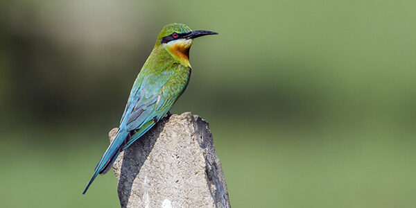 Blue-tailed bee-eater in Corbett