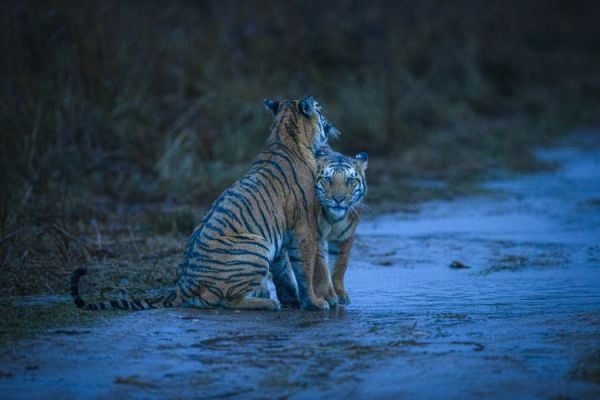 Two Tigers in the Rain